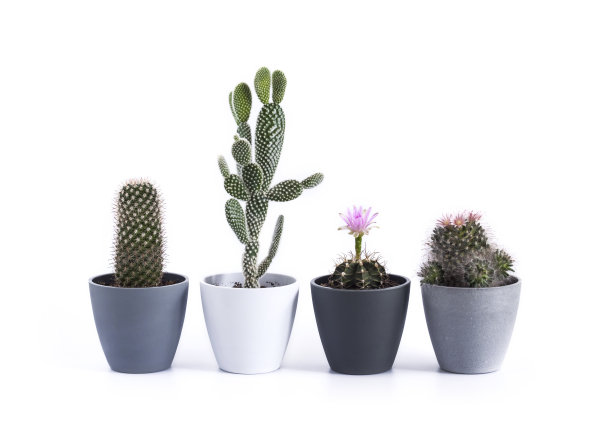 opuntia