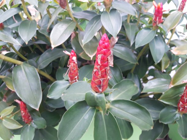 costus