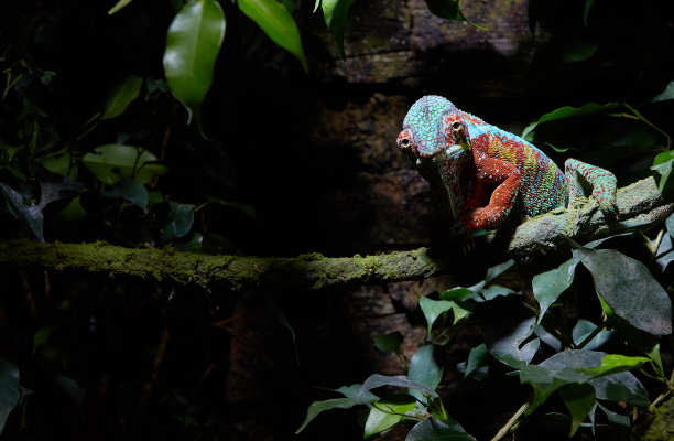 chamaeleon