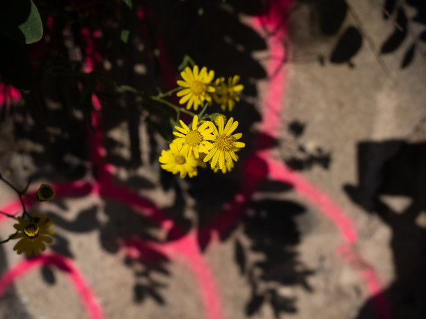菊花壁纸壁画