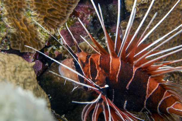 lionfish