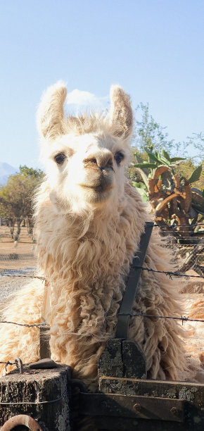 llama