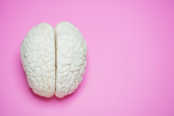 cerebrum