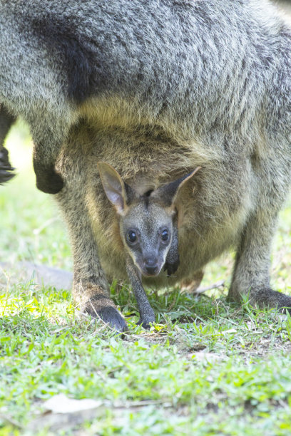 pouch