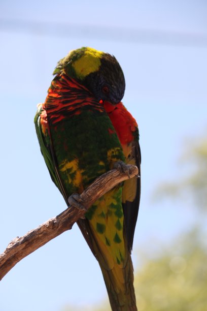 lorikeets