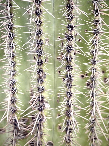 saguaro