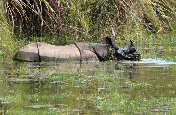 chitwan