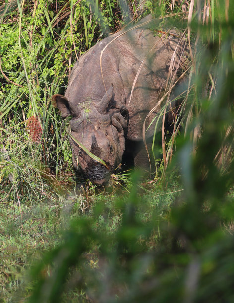 chitwan