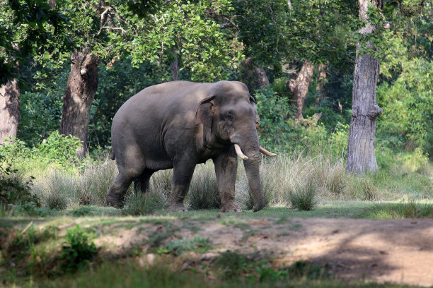 chitwan