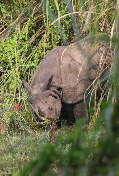 chitwan
