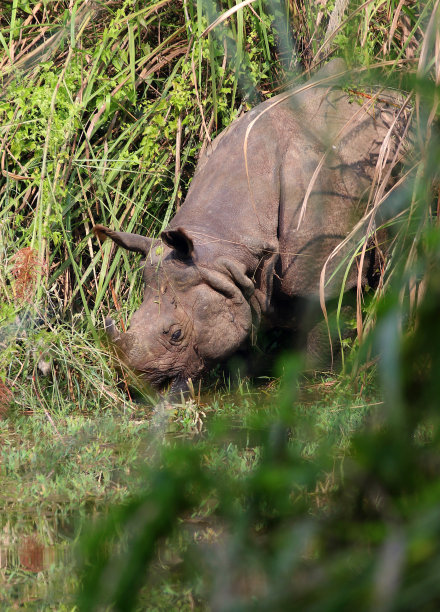 chitwan