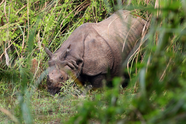 chitwan