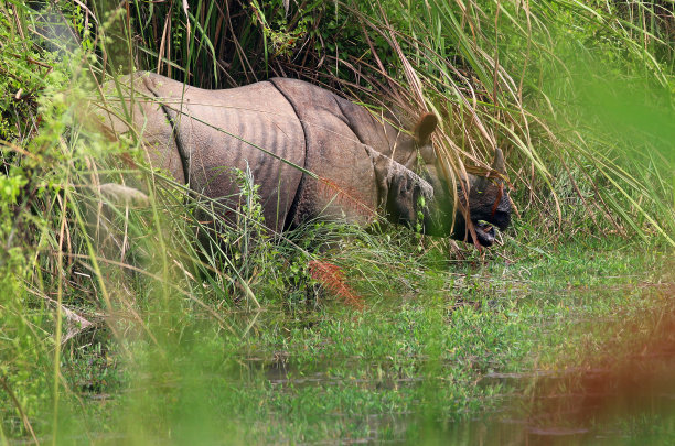 chitwan