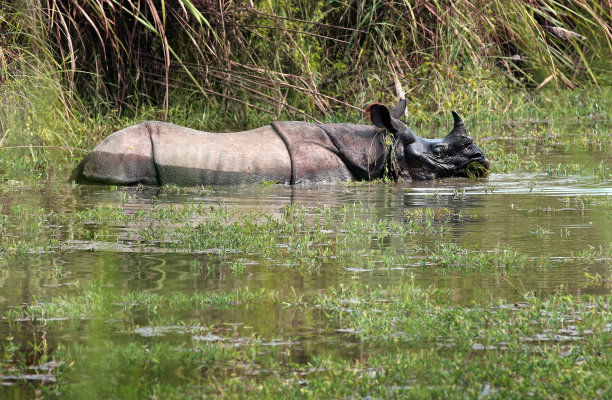 chitwan
