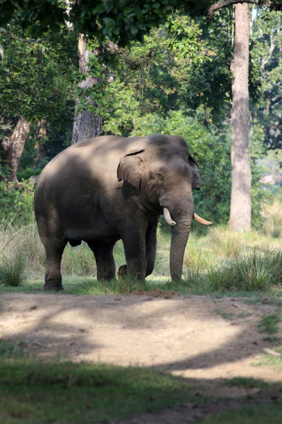 chitwan