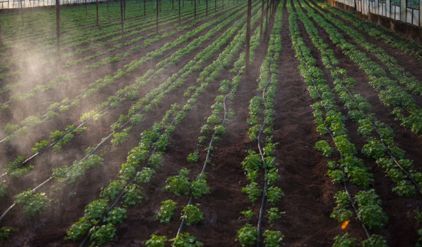 irrigation