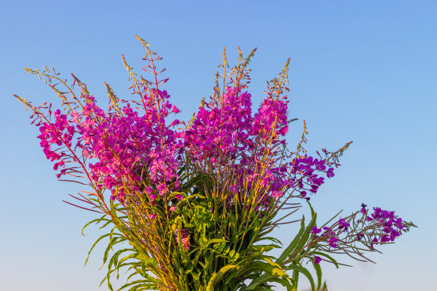 epilobium