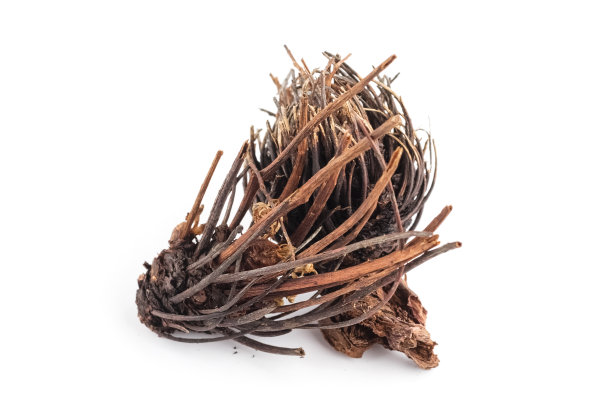 rhodiola