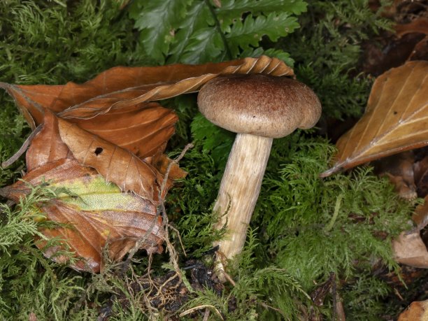 cortinarius