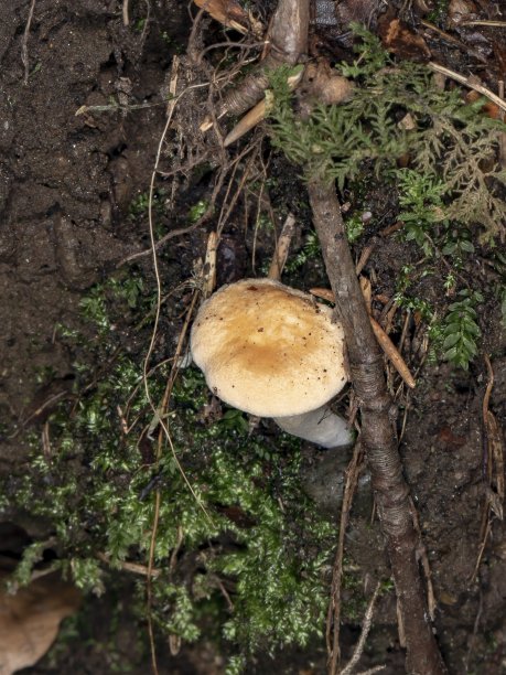 cortinarius