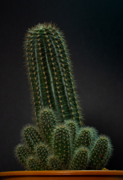 gymnocalycium