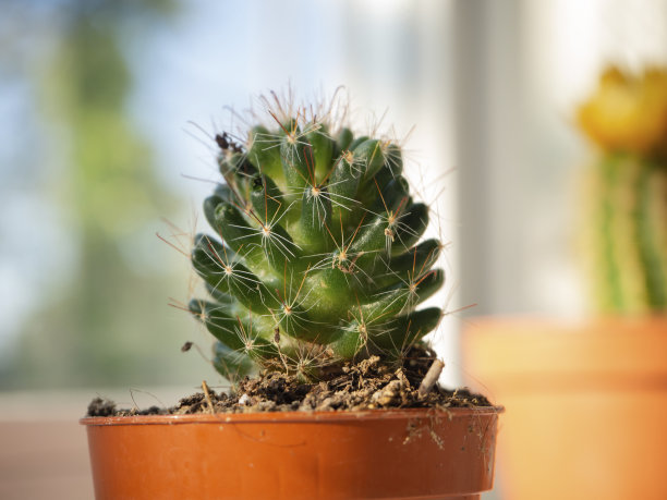opuntia