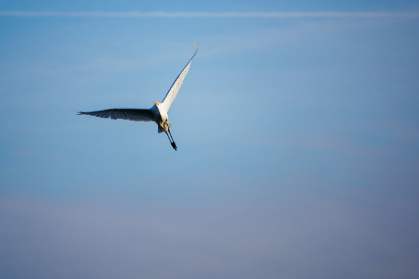 spoonbill