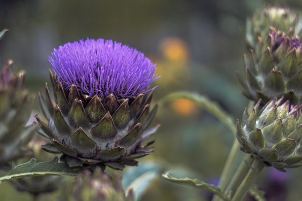 artichoke