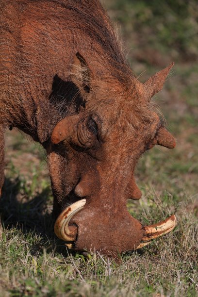 phacochoerus