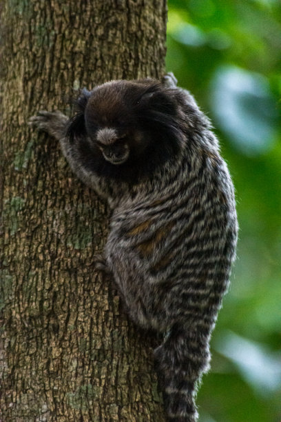 marmoset