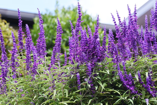 salvia