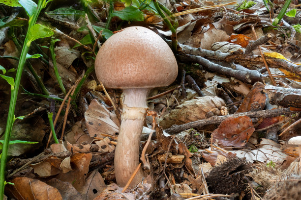 cortinarius