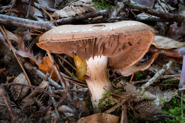 cortinarius