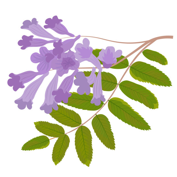 jacaranda