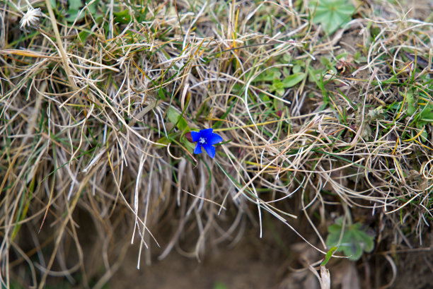 gentian