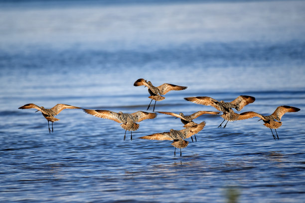 limosa