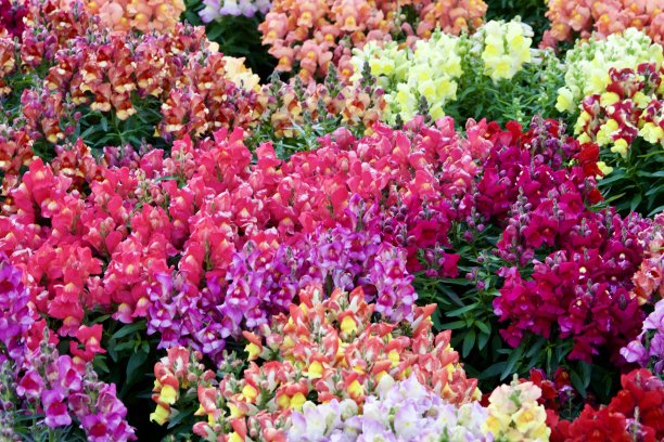 snapdragon