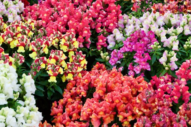 snapdragon