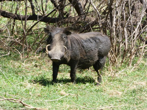 phacochoerus