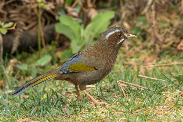 laughingthrush