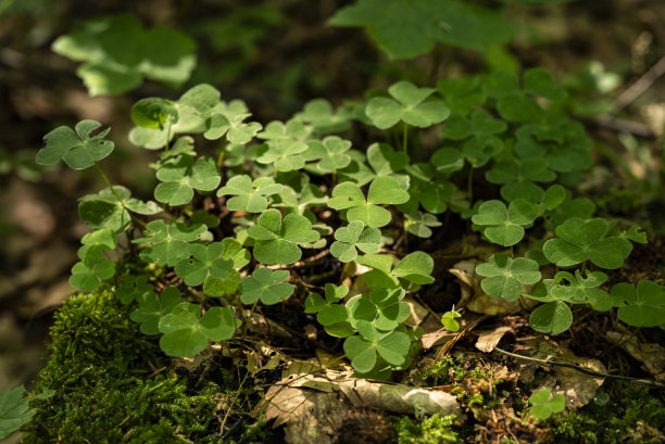 shamrock