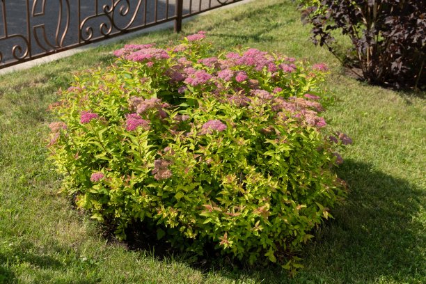 filipendula