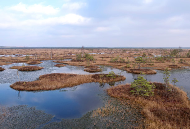 marsh