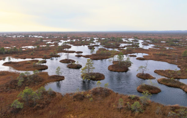 marsh