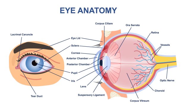 retina