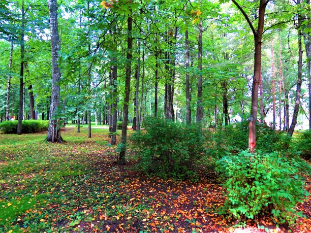 clearing