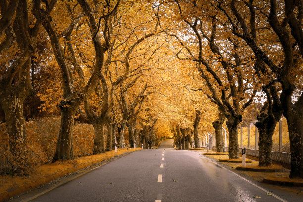 avenue