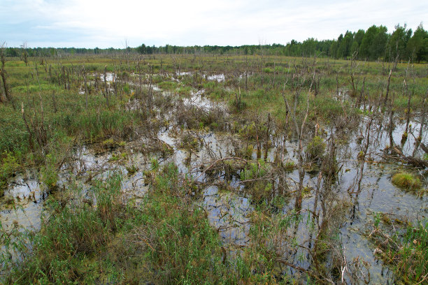 marsh