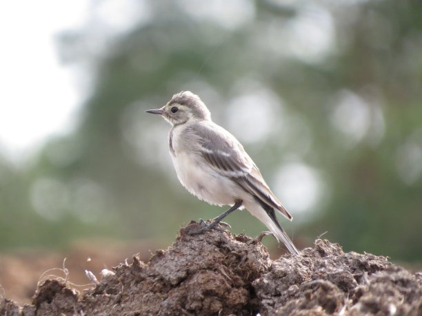 wagtail