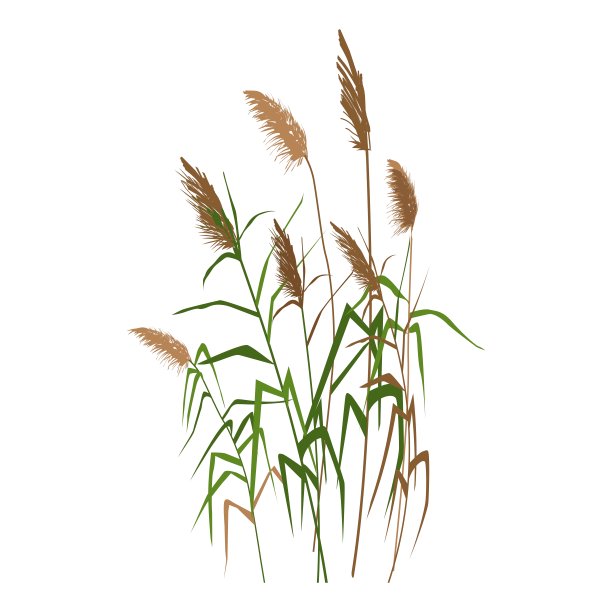 reed